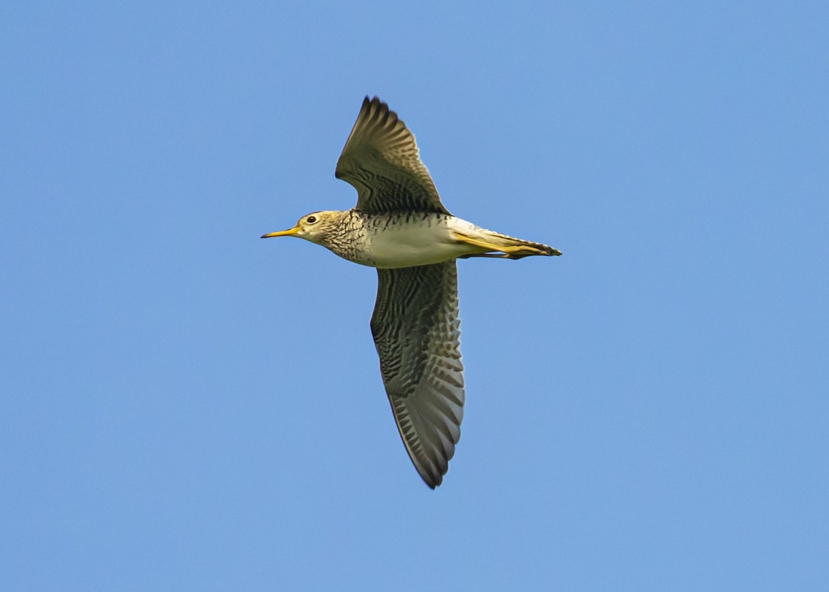 Upland Sandpiper - Scott Diedrich