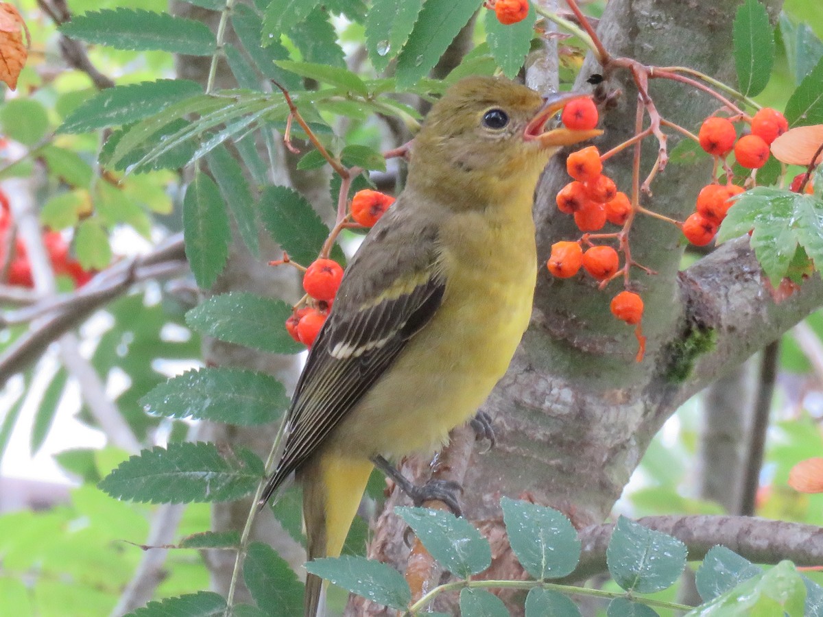 Western Tanager - ML34406981