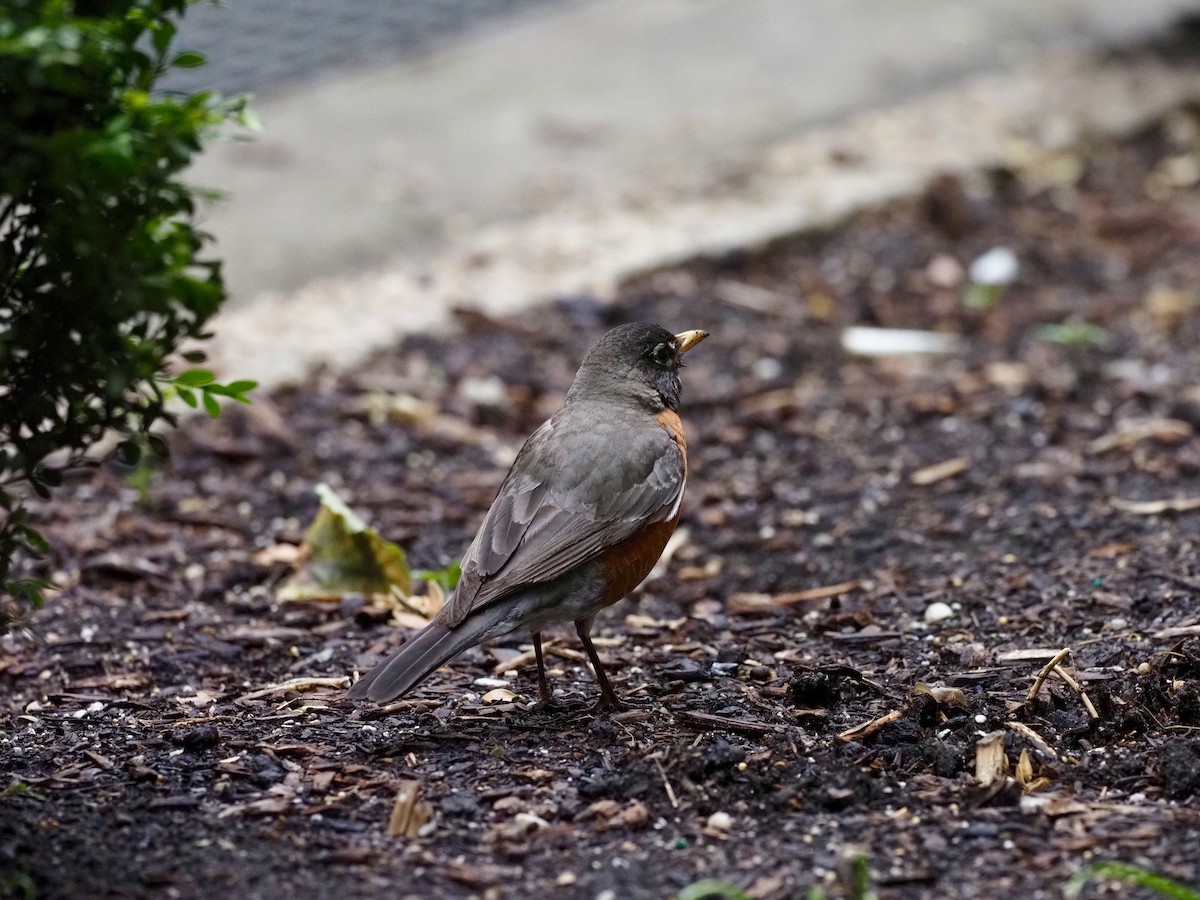 American Robin - ML344070051