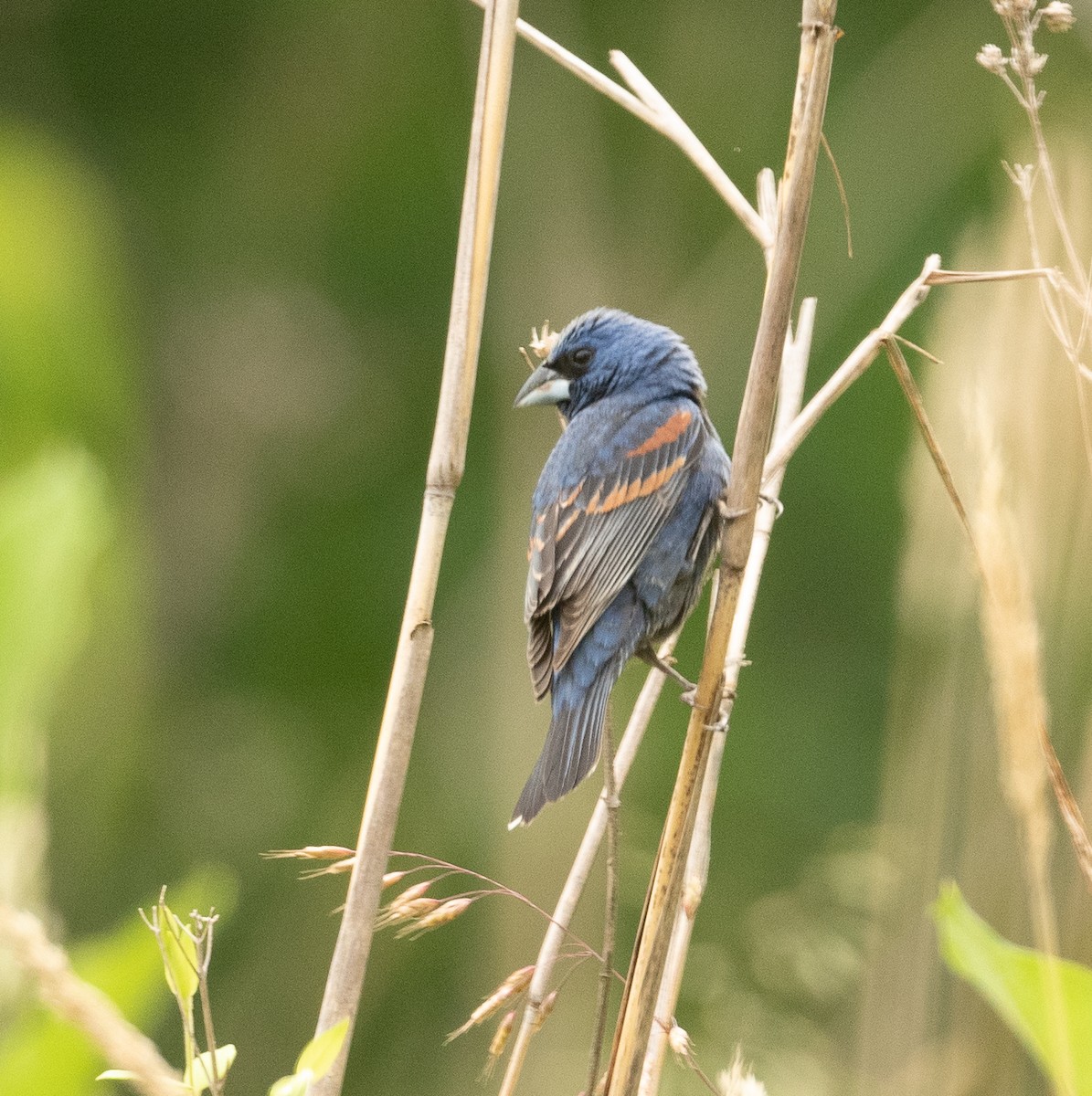 Blue Grosbeak - Joe Donahue