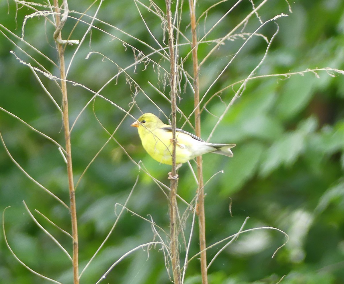 American Goldfinch - ML344070261