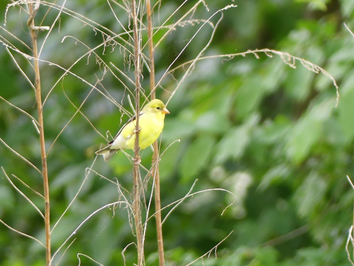 American Goldfinch - ML344070271