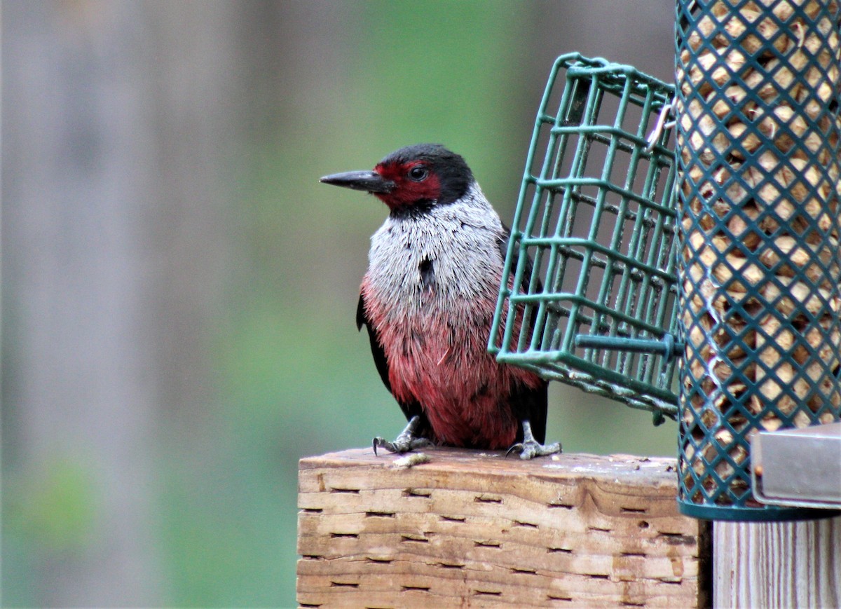 Lewis's Woodpecker - ML344070341