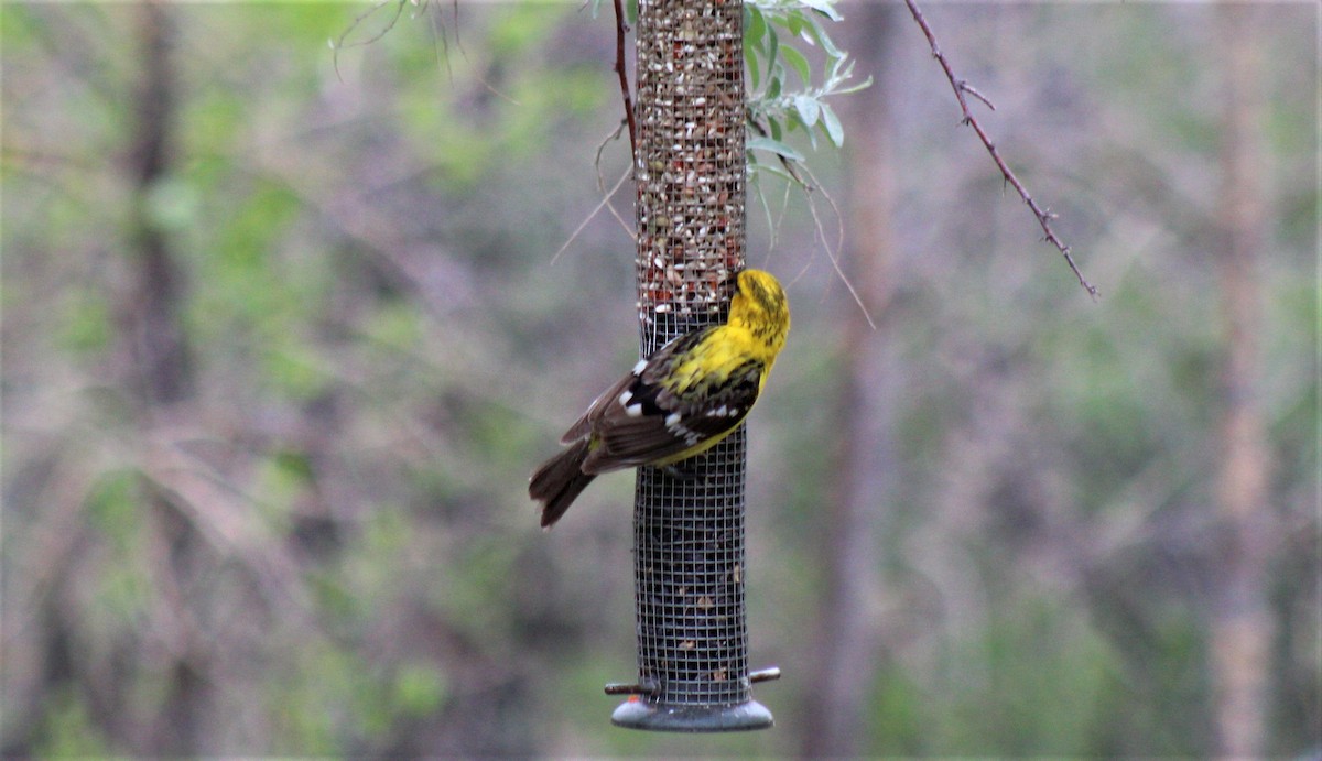 Yellow Grosbeak - ML344070481