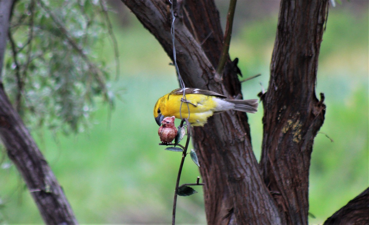 Yellow Grosbeak - Robert Klipp