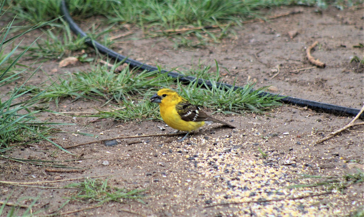 Yellow Grosbeak - Robert Klipp