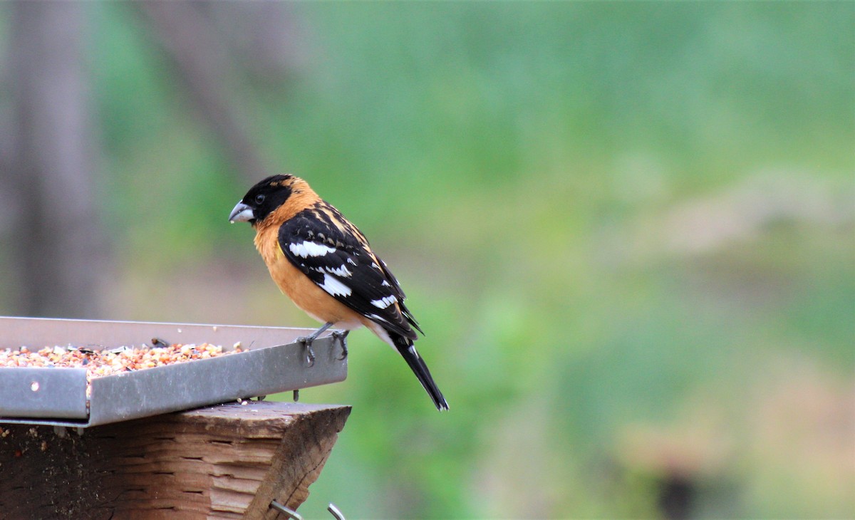 Black-headed Grosbeak - ML344070601