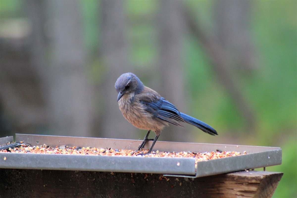 Woodhouse's Scrub-Jay - ML344070671