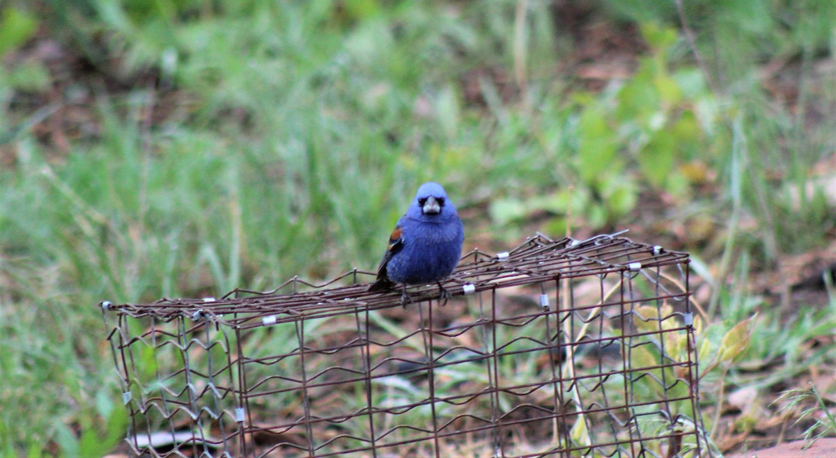 Guiraca bleu - ML344070761