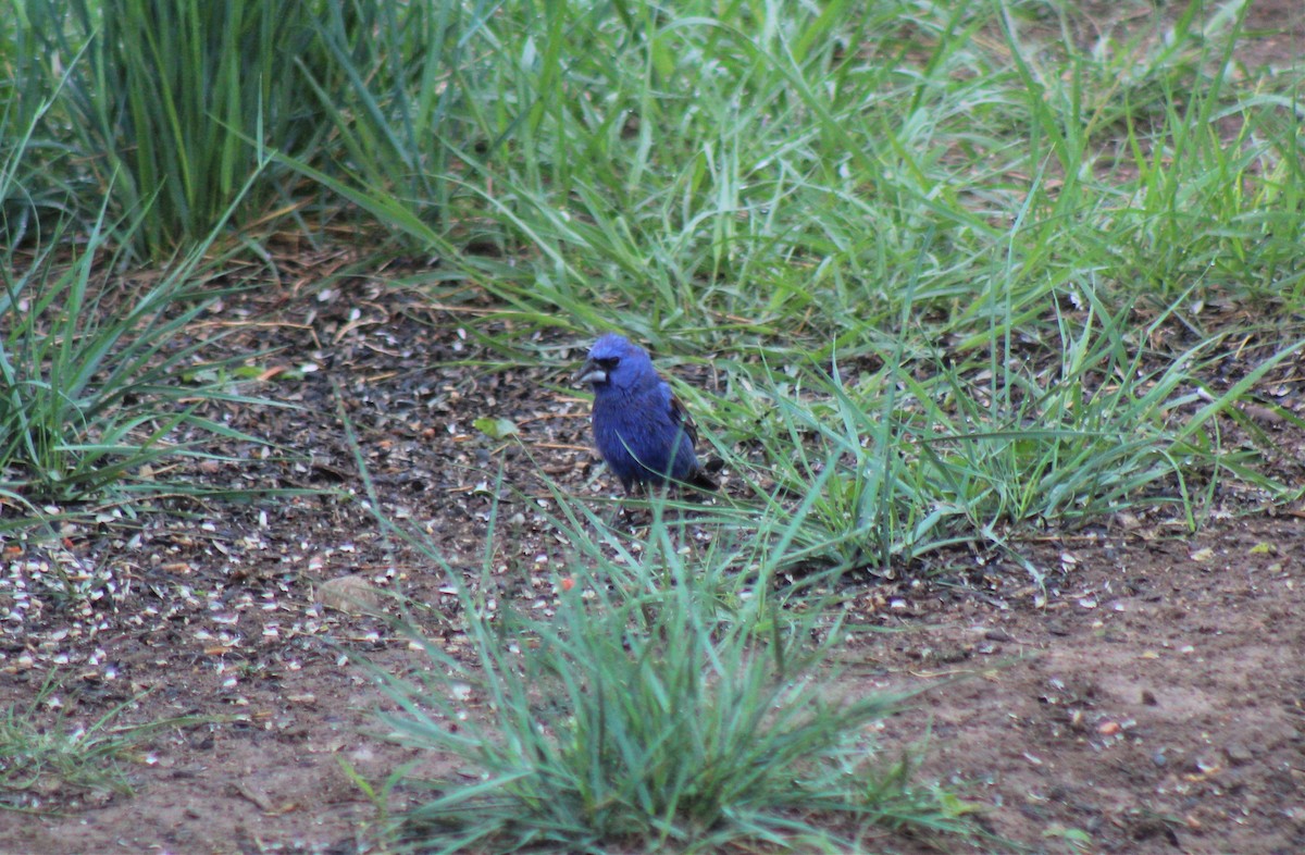 Blue Grosbeak - ML344070771