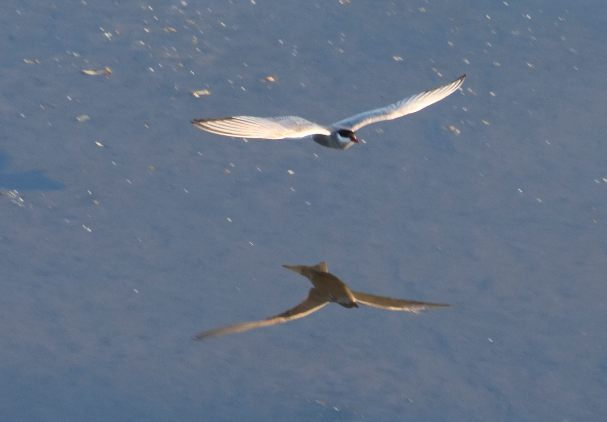 Whiskered Tern - ML344071221