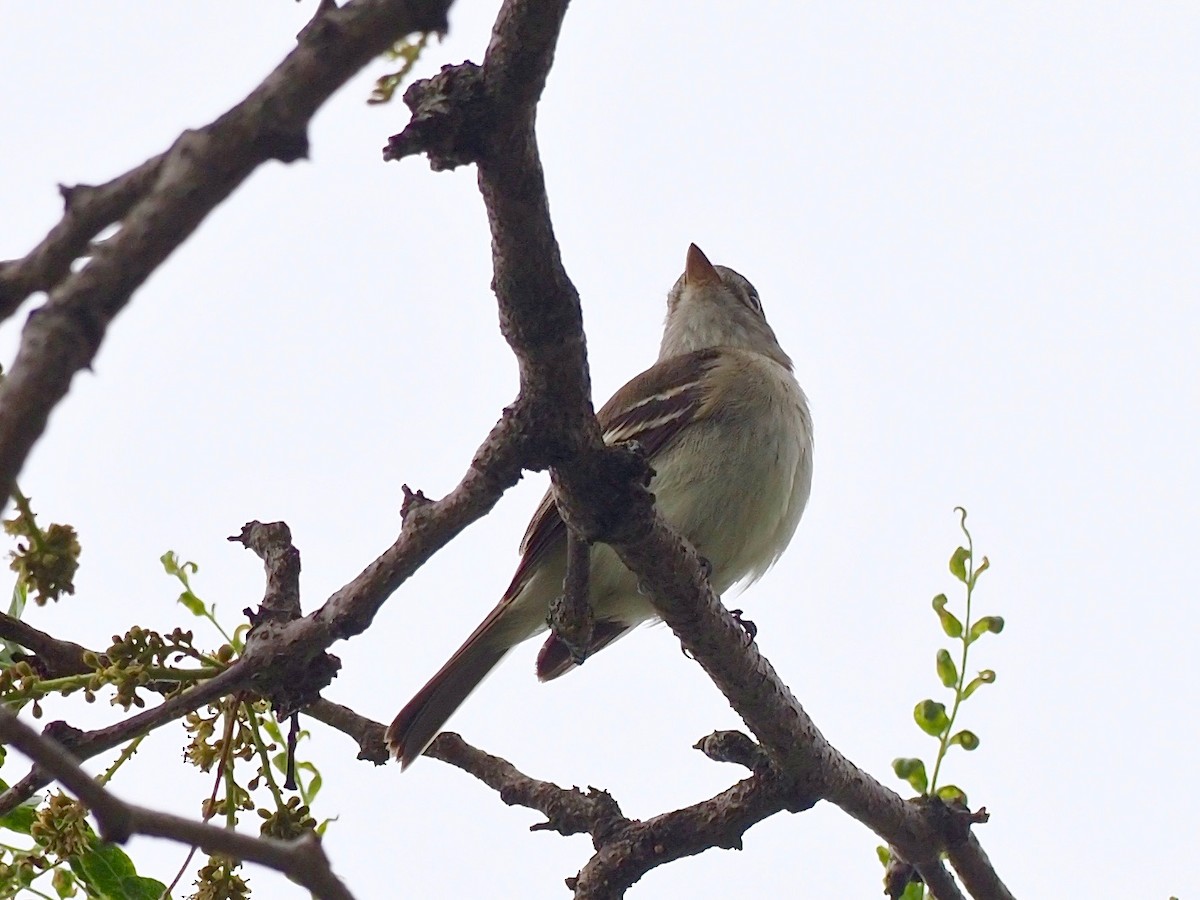 Alder/Willow Flycatcher (Traill's Flycatcher) - ML344071551