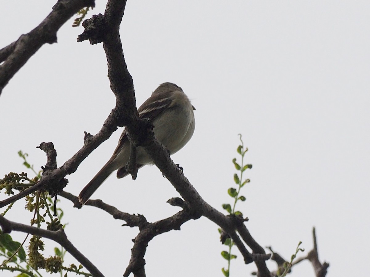 Alder/Willow Flycatcher (Traill's Flycatcher) - ML344071771