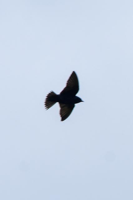 Golondrina Purpúrea - ML344074511