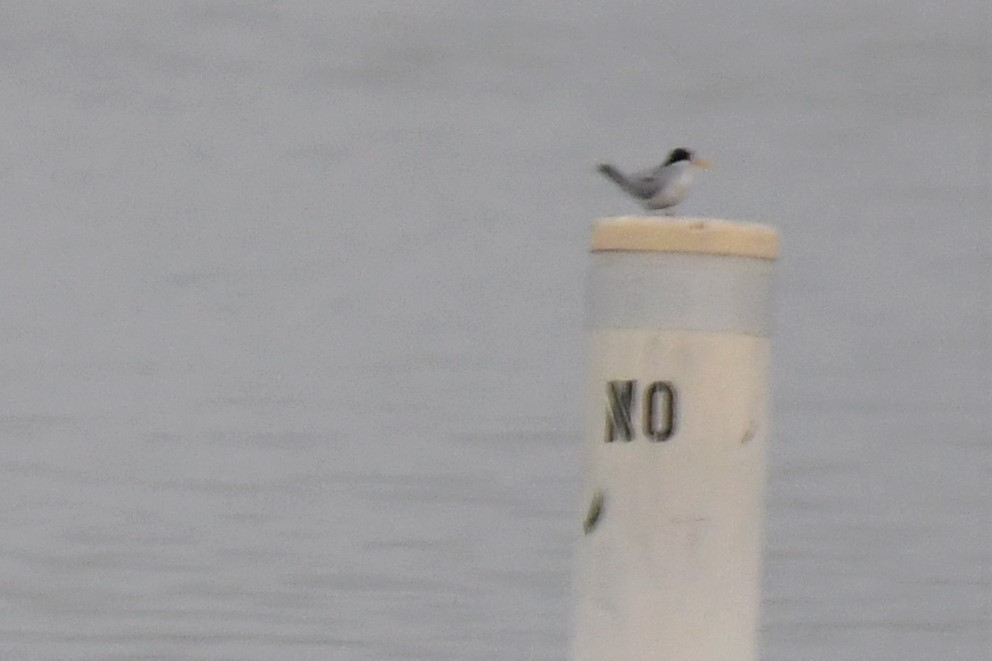 Least Tern - ML344075621