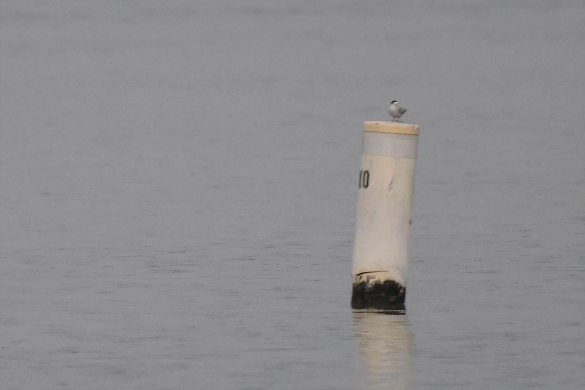 Least Tern - ML344075661