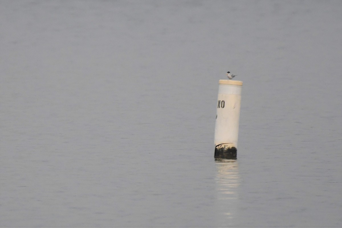 Least Tern - ML344075671