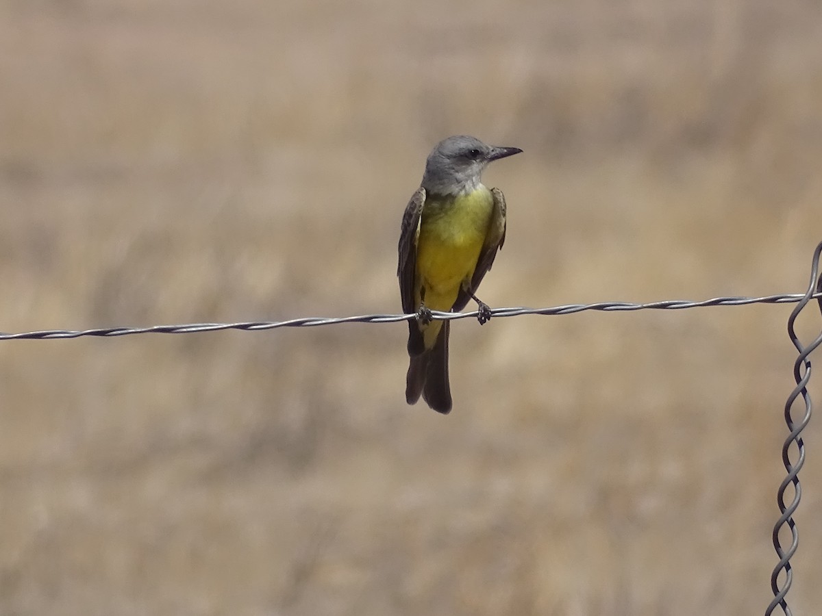 Tropical Kingbird - ML344076271