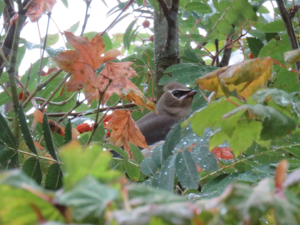 Cedar Waxwing - ML34407641