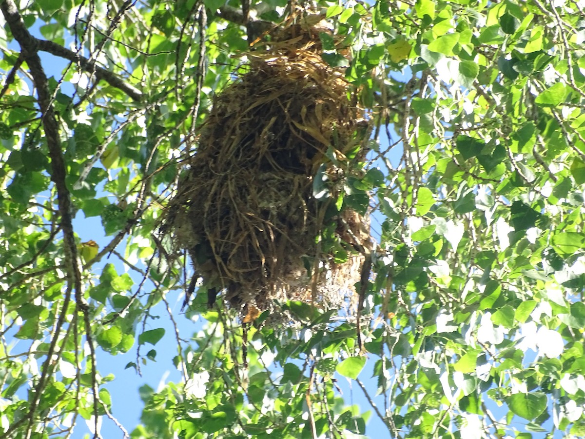 Rose-throated Becard - ML344077181