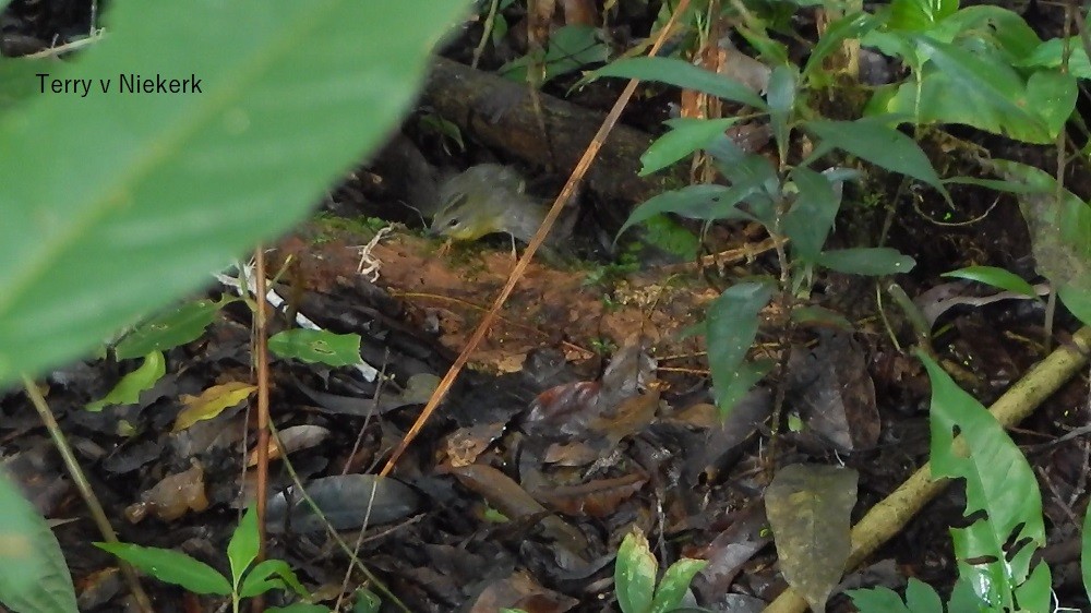 Golden-crowned Warbler - Terry van Niekerk