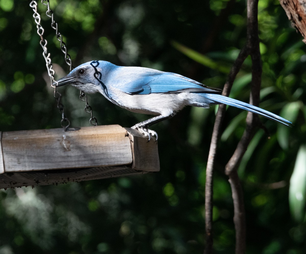 Woodhouse's Scrub-Jay (Woodhouse's) - Justin Lawson