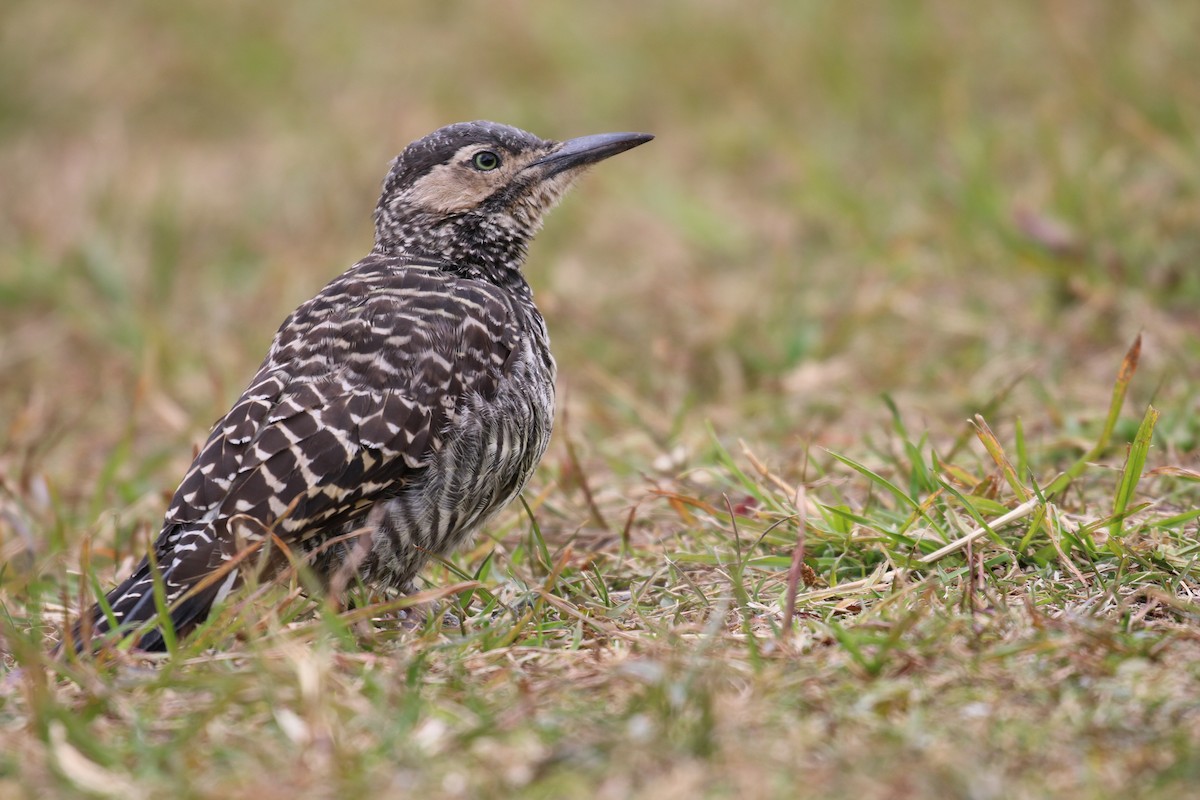 Chilean Flicker - ML34407911