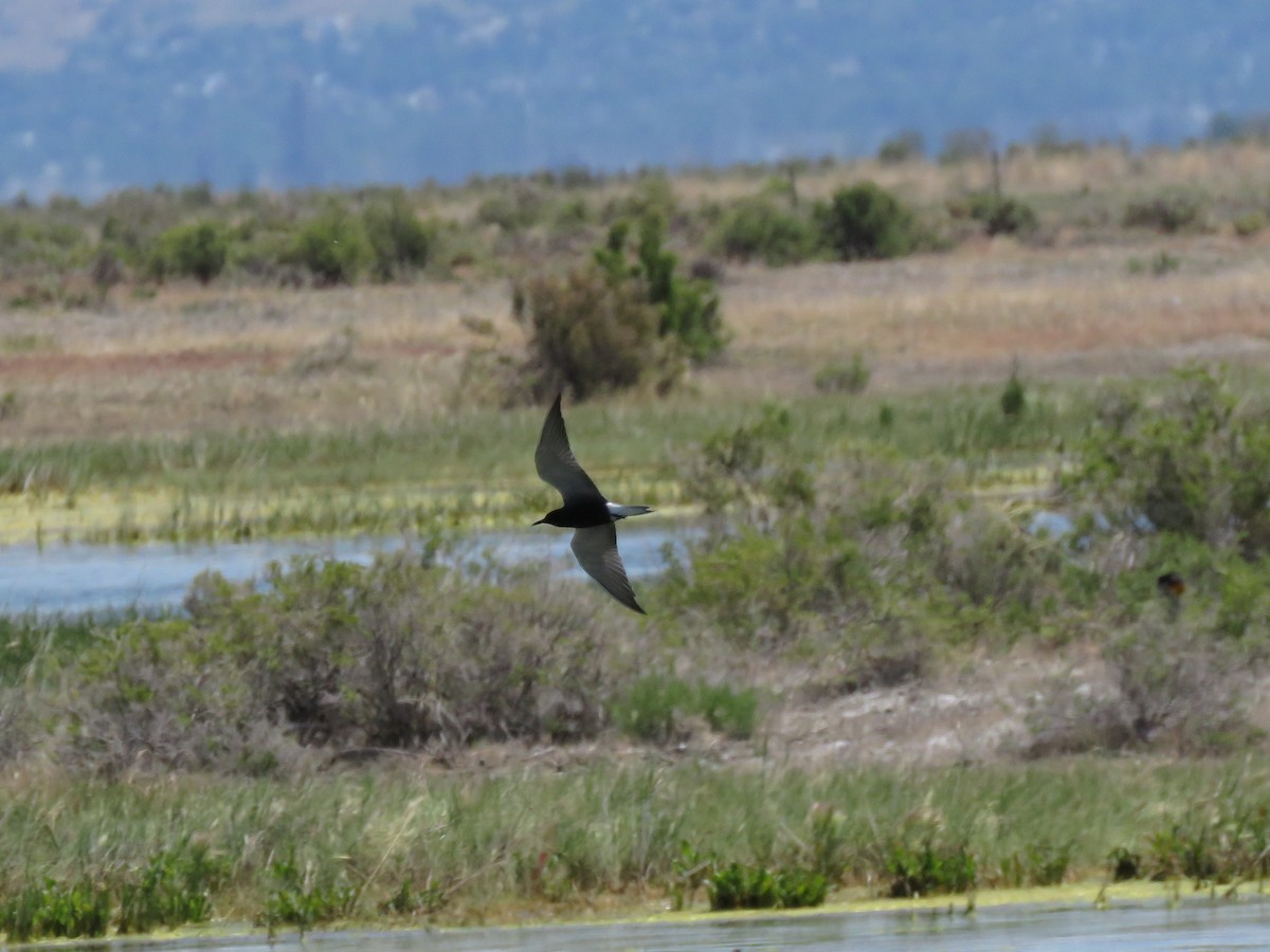 Black Tern - ML344080251