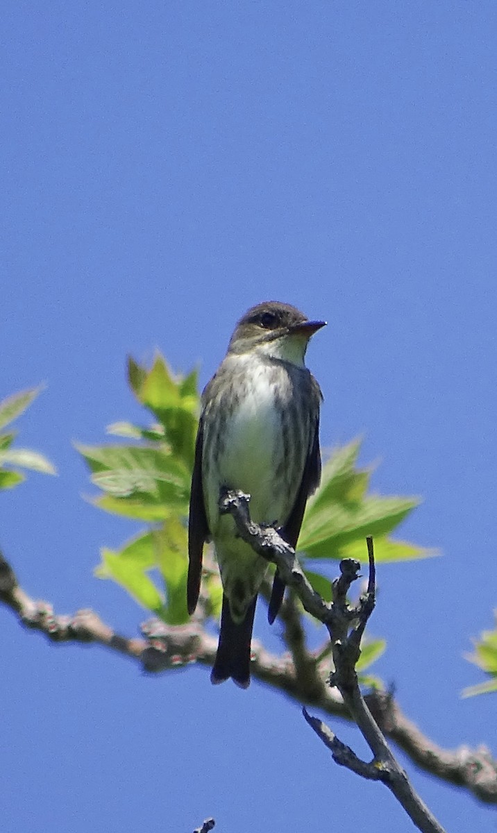 Olive-sided Flycatcher - Rolland Leader