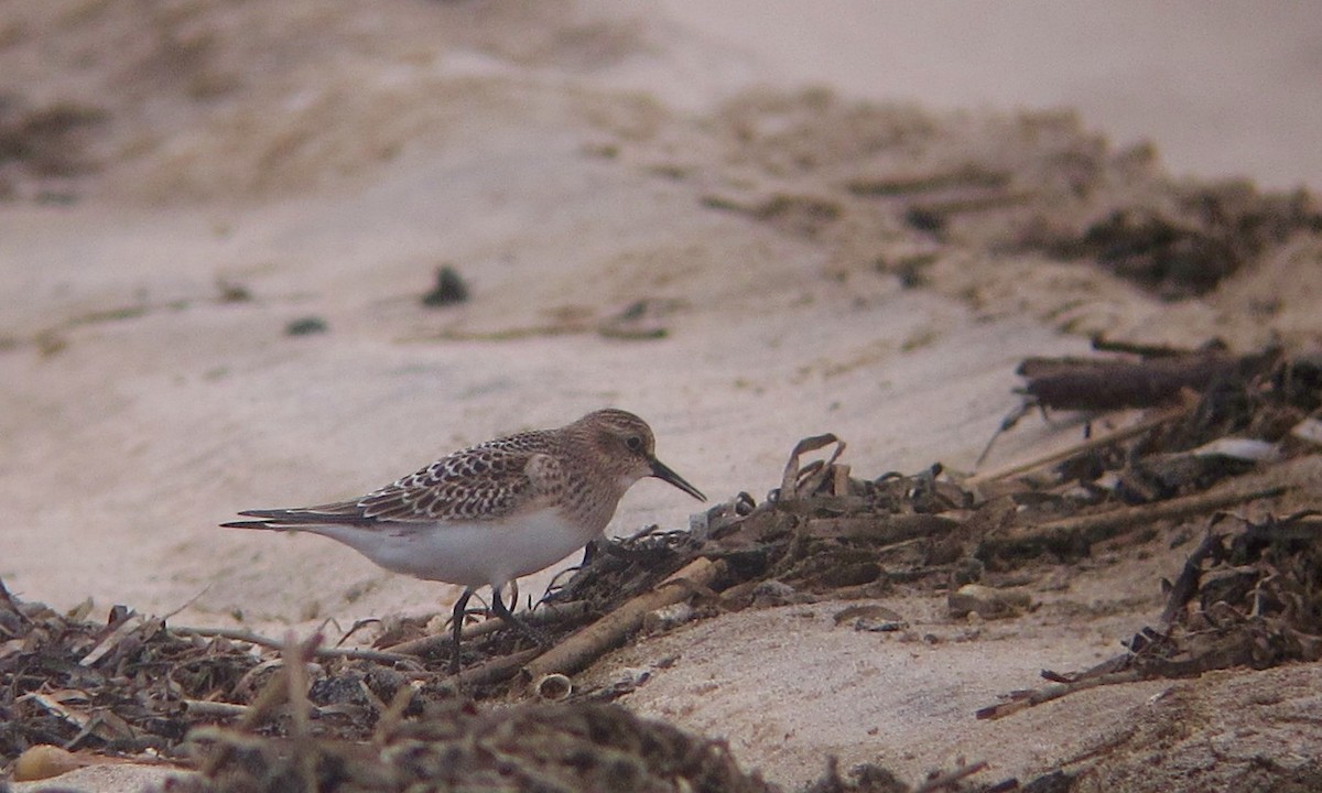 Baird's Sandpiper - Shai Mitra