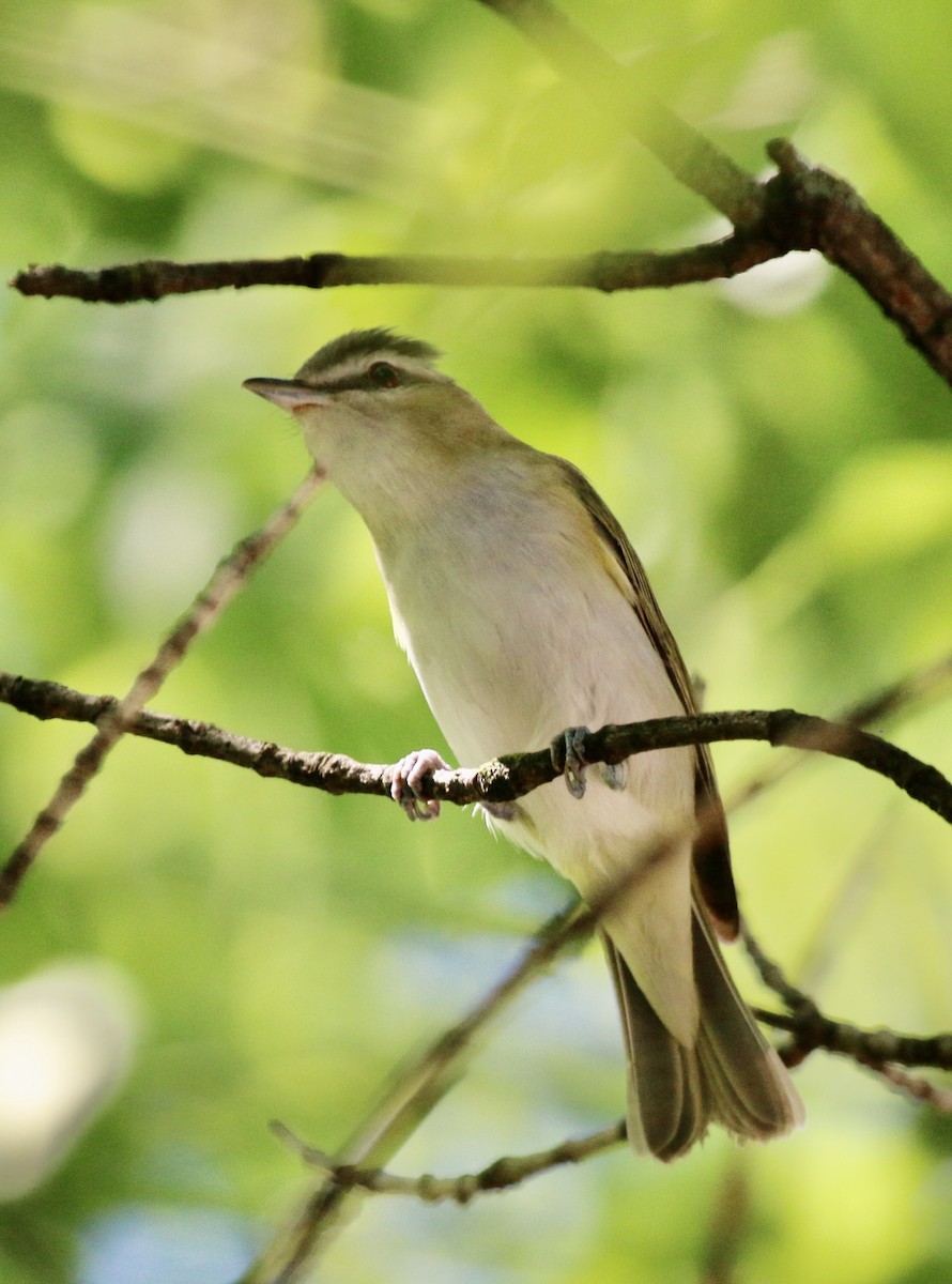 Red-eyed Vireo - Jeffrey Cohen