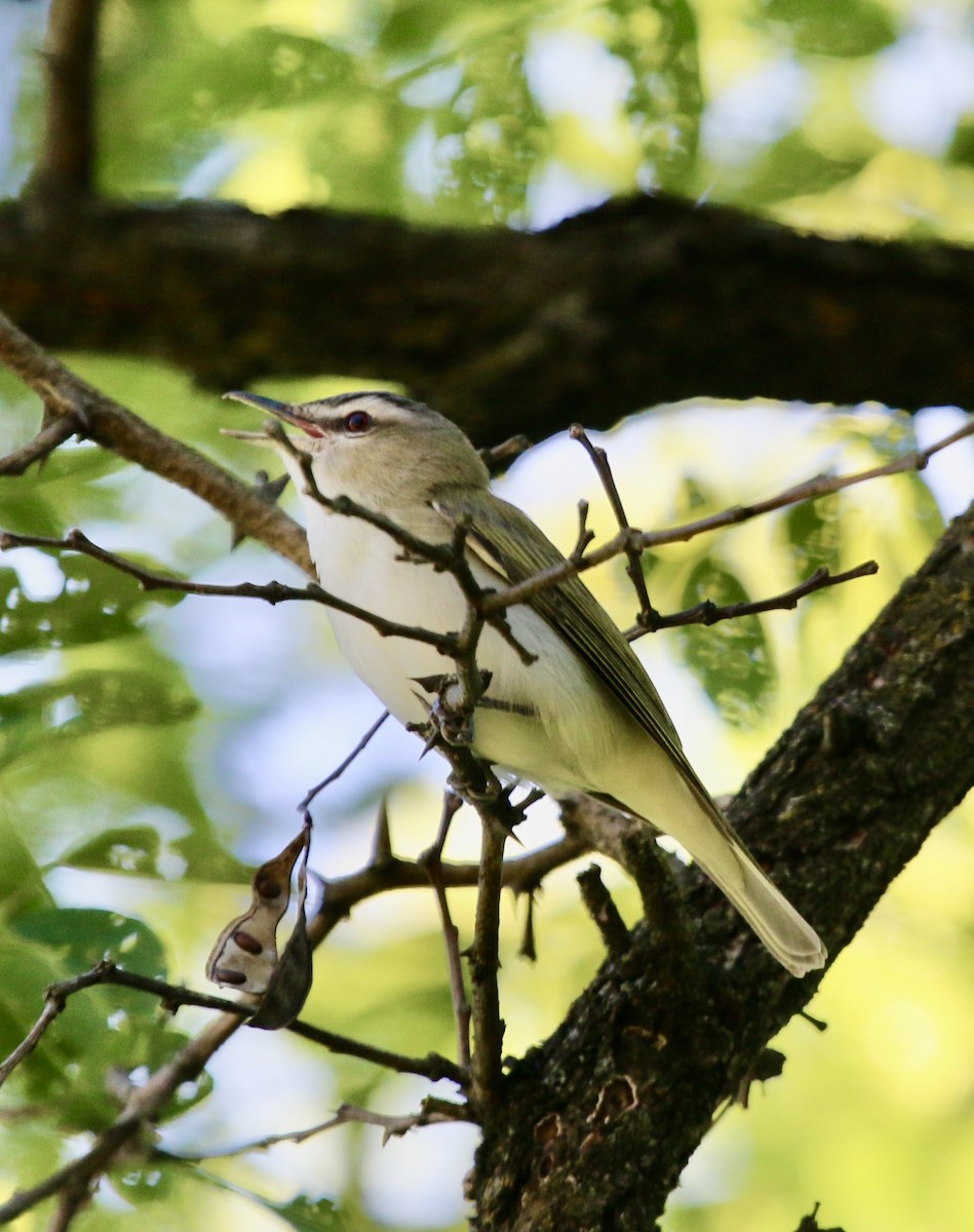 Red-eyed Vireo - ML344084051
