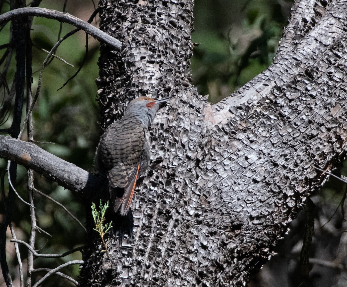 Northern Flicker (Red-shafted) - Justin Lawson