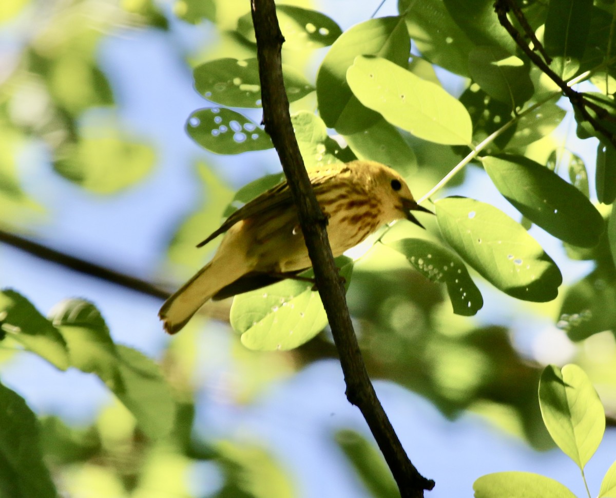 Yellow Warbler - Jeffrey Cohen