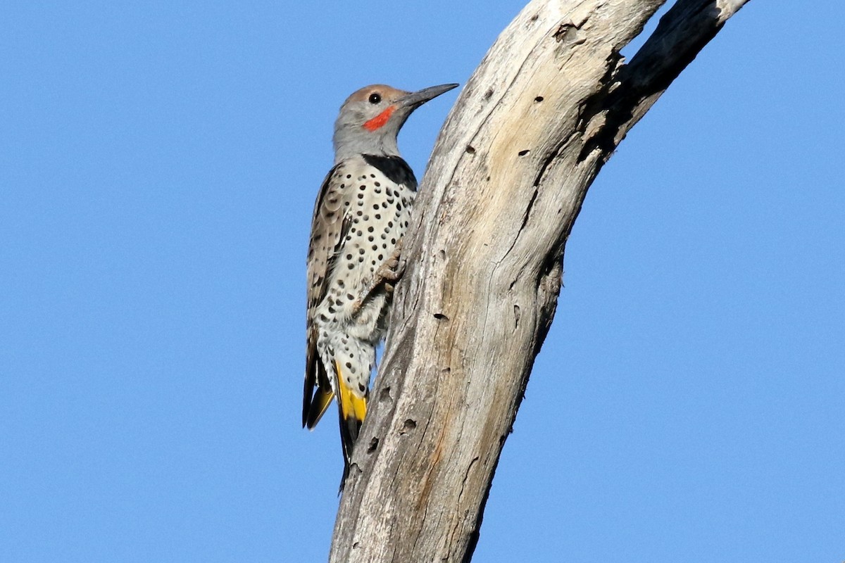 Carpintero Californiano - ML34408611