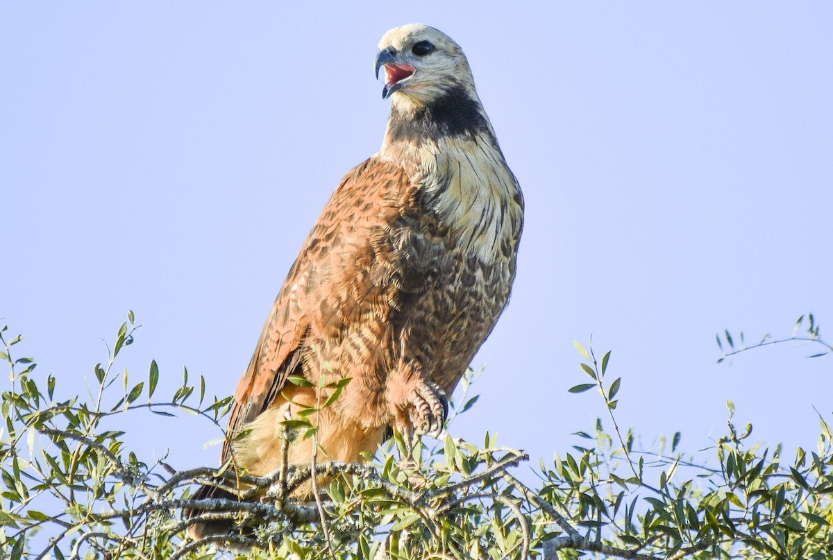 Black-collared Hawk - federico nagel