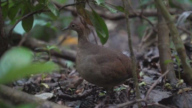 Grand Tinamou - ML344087271