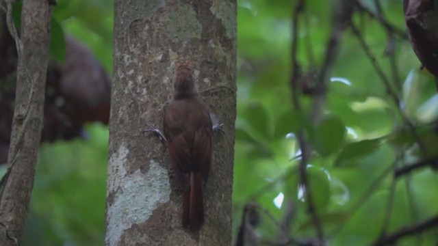 Tawny-winged Woodcreeper - ML344087311