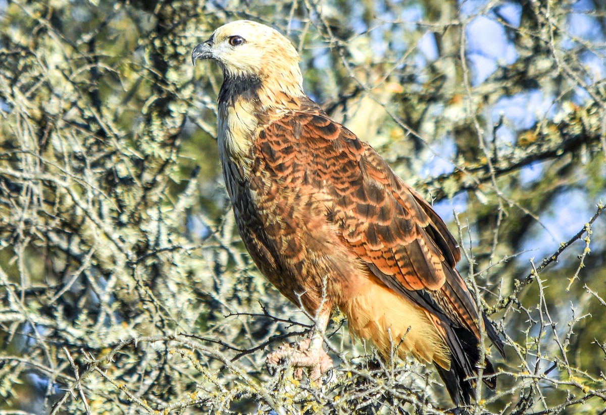 Busardo Colorado - ML344087831