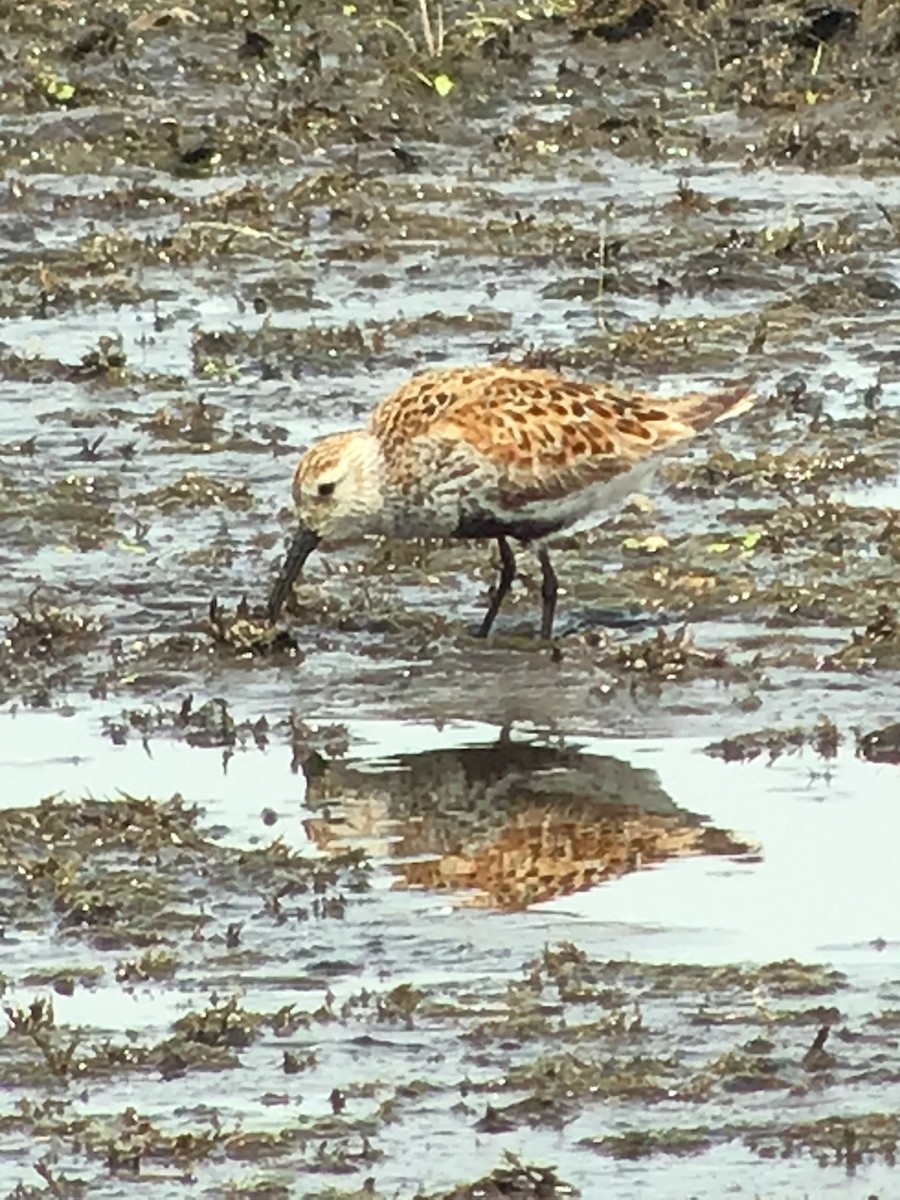 Dunlin - Thomas Wood