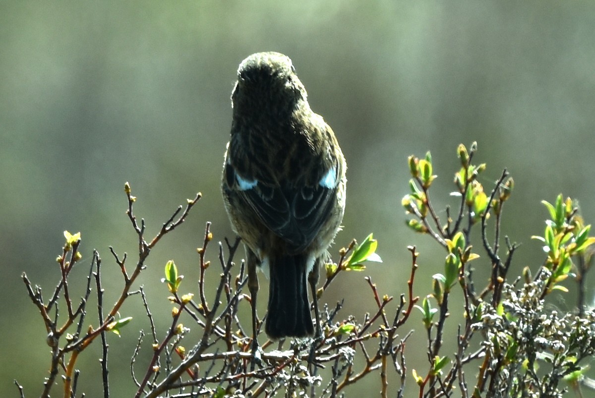 European Stonechat - ML344089581