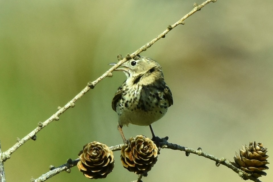 Meadow Pipit - ML344089591