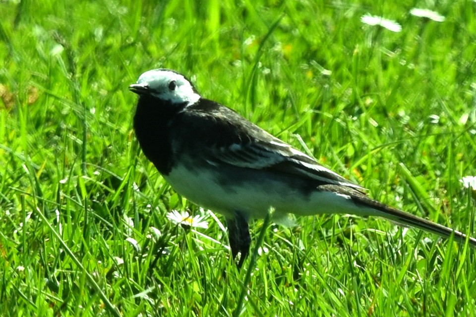 White Wagtail (British) - ML344089631