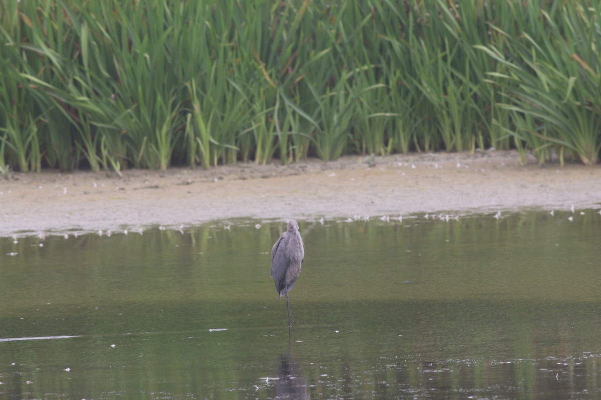 Reddish Egret - ML34409101
