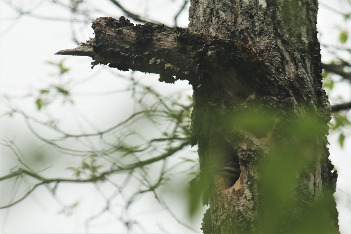 Pileated Woodpecker - ML344092351