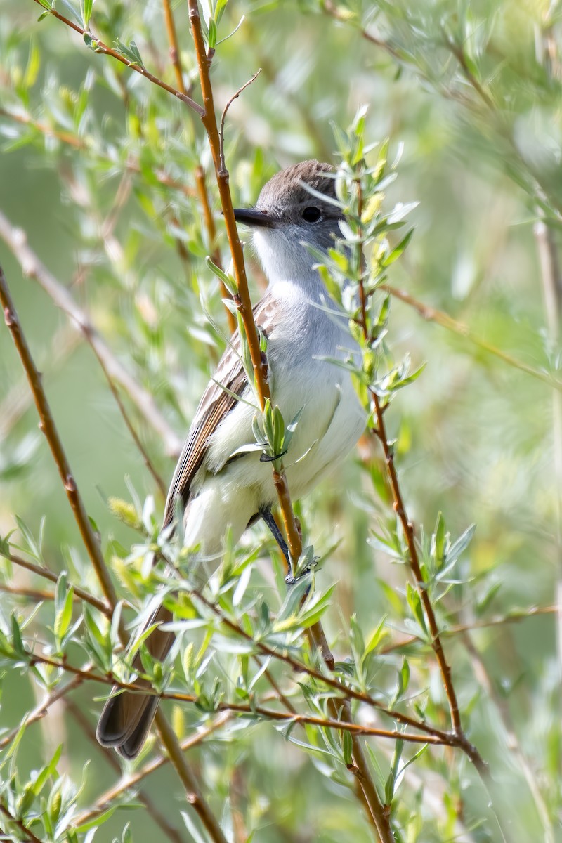 Ash-throated Flycatcher - ML344094061