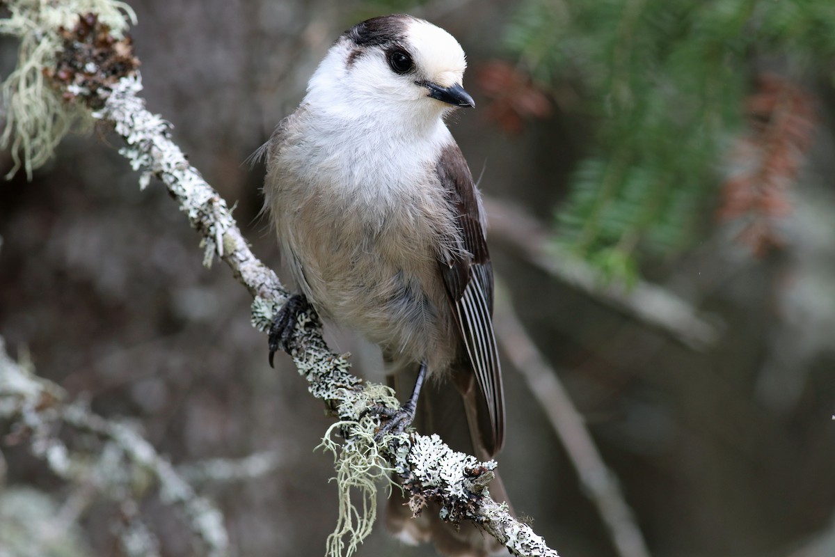 Canada Jay - Brendan  Fogarty