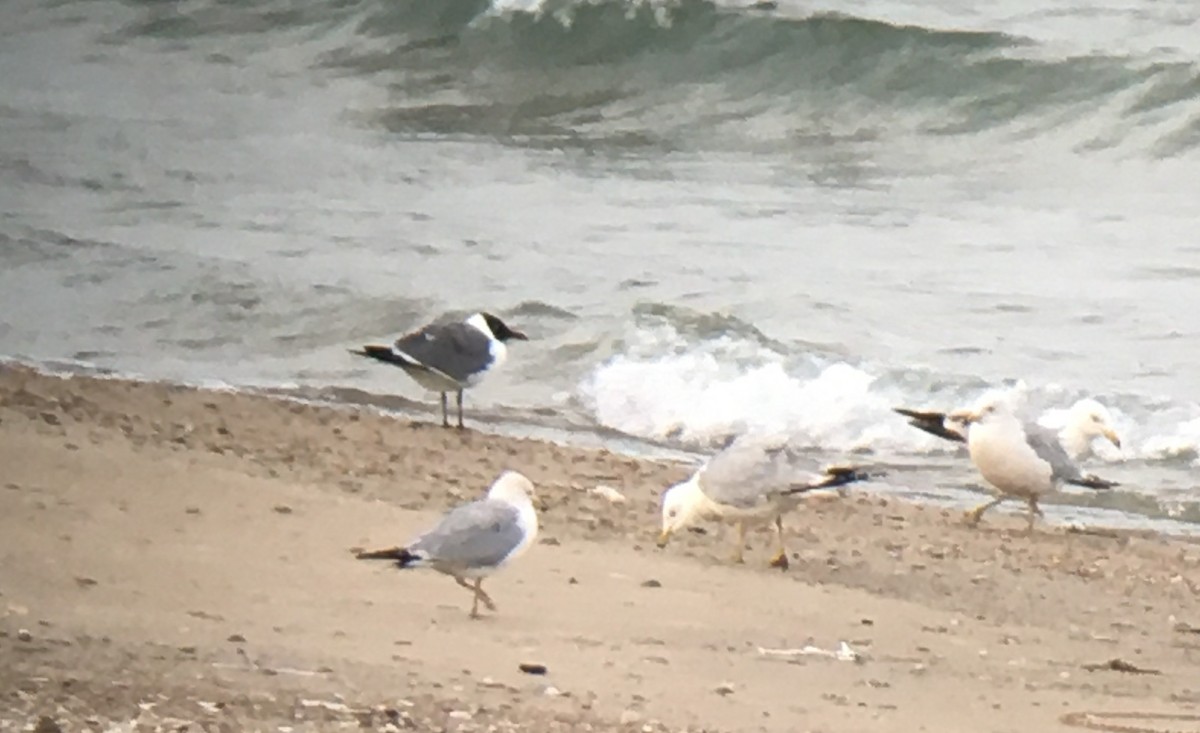 Mouette atricille - ML344095431