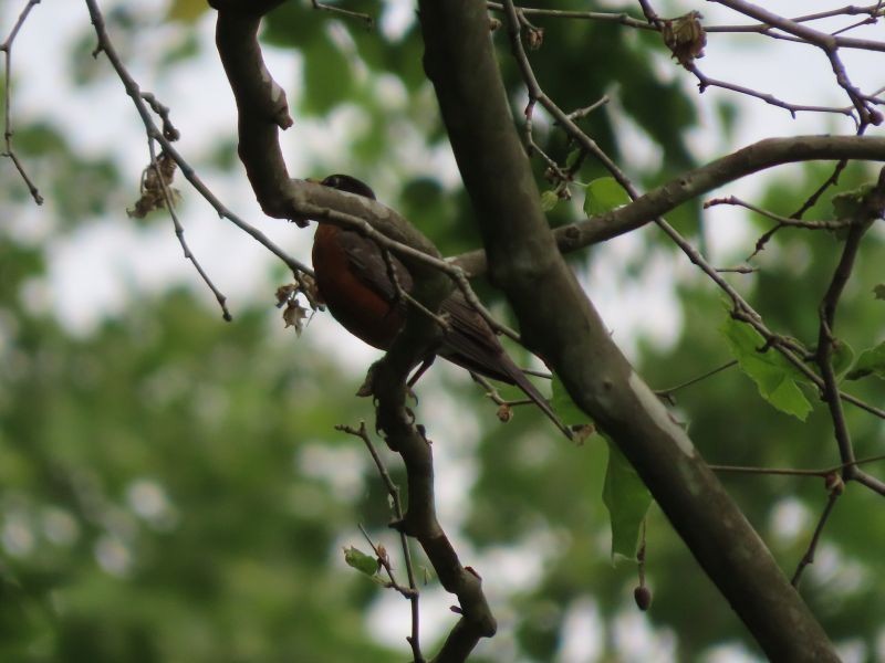 American Robin - ML344096681