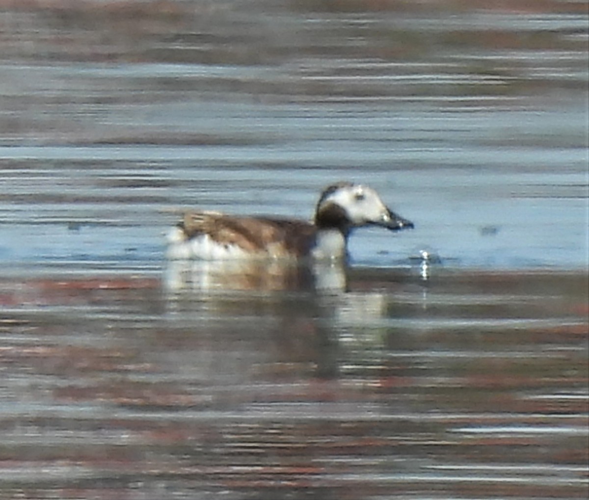 Long-tailed Duck - ML344097681